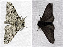 The peppered moth: [photo: Olaf Leillinger]