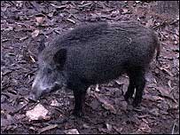 Boar
