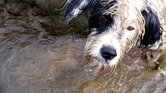 Wet dog on walk...