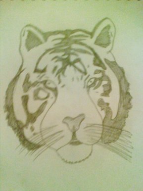 My Tiger Drawing