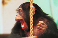 Chimp laughing?