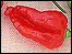 The Dorset Naga chilli