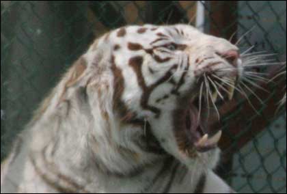 White Tiger at West Midlands Safari Park