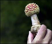 Mushroom at Dalby Forest
