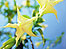 Angels Trumpet flower
