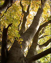 Beech tree at Felbrigg