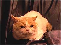 Show cat