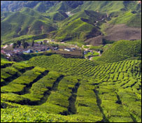 Growing tea