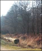 Woodland