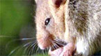 Dormouse