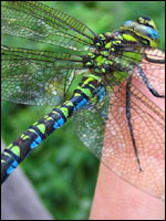 Southern Hawker by John Vallender