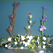 Continental Display