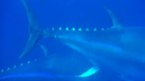 The blue strip from which the bluefin tuna gets its name