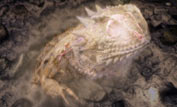 computer generated image of a horned lizard