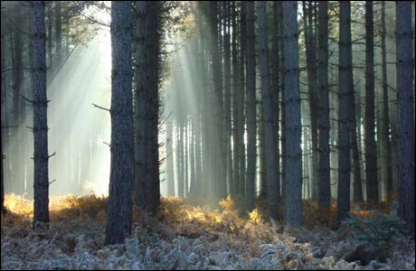 Autumn morning in Brandon (by Gary Ling)