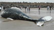 A dead humpback whale by Rod Penrose