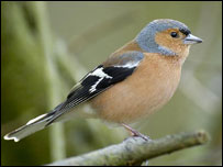 chaffinch picture by Sue Tranter