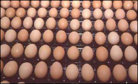 Eggs