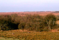 Cors Fochno