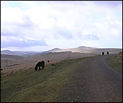 Ponies