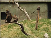 Baboons and onlookers