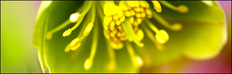 Hellebores