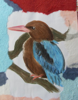 Colourful kingfisher