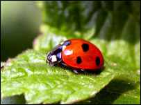Seven spot ladybird