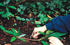 Burying the shoot