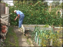 Roy on his allotment