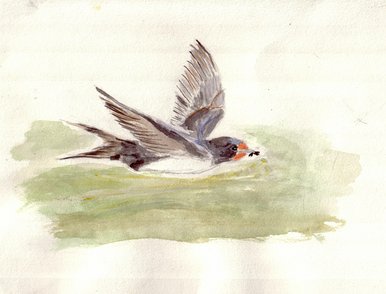 Swallow