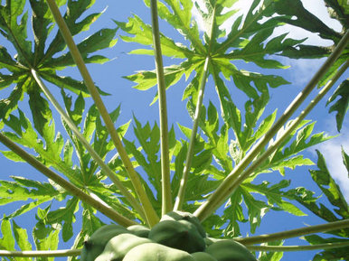 Guava tree