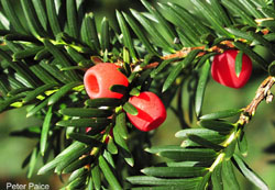 Yew Berries