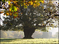 Watching a tree grow is a great way to remember