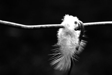 Feather