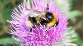 A bumble bee...