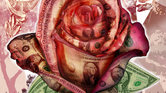 Dollar Rose