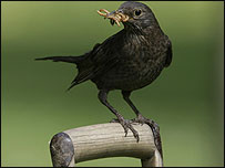 Blackbird (© RSPB) 