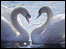 Valentine's swans at the Pensthorpe wildlife park