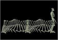 Computer animation