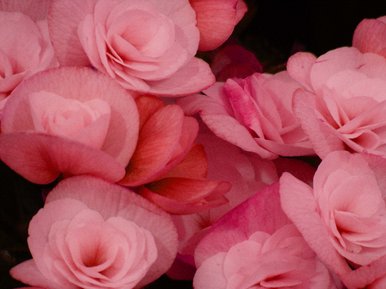 Pink begonia's