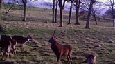 Wildlife :)