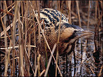 Bittern