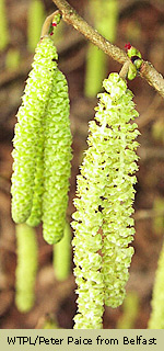 Catkins - WTPL/ Peter Paice