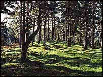 Abernethy Woods c/o RSPB