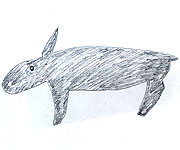 Drawing of the calf