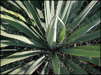 Yucca Filamentosa