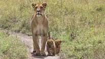 Bibi the lioness