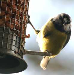 A Blue Tit. © BBC
