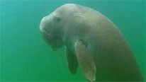 A dugong